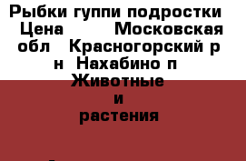 Рыбки гуппи подростки › Цена ­ 30 - Московская обл., Красногорский р-н, Нахабино п. Животные и растения » Аквариумистика   